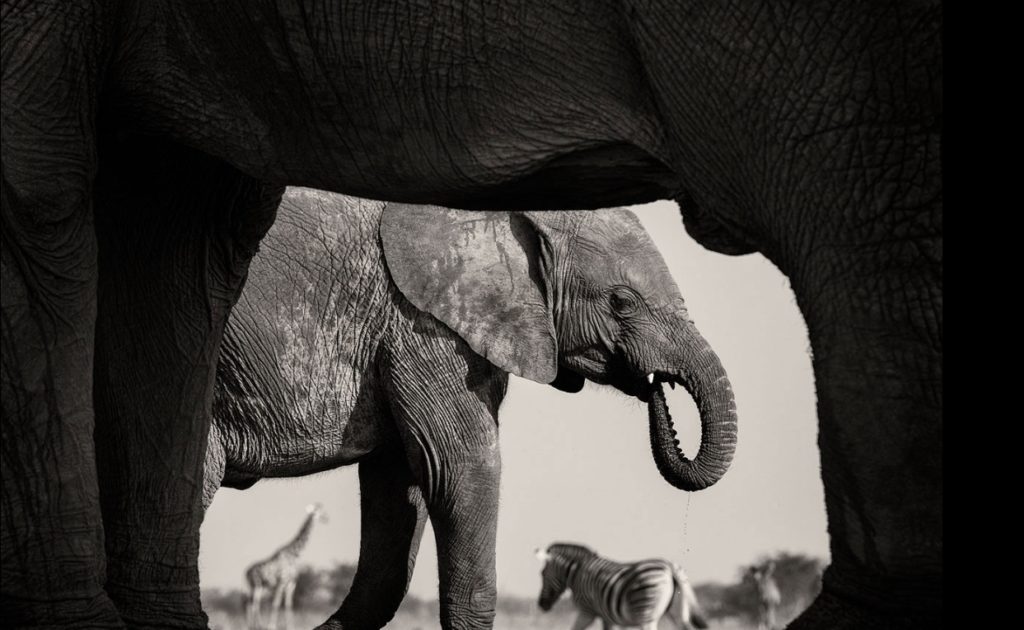 روایت قاب سواد روایت قاببندی