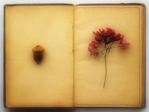 نفیسه مرشدزاده پیرمرد خواب شیرها را می‌دید